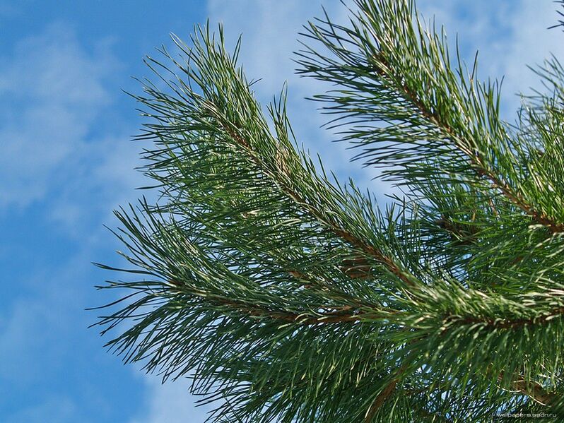 ace pentru tratamentul osteocondrozei cervicale