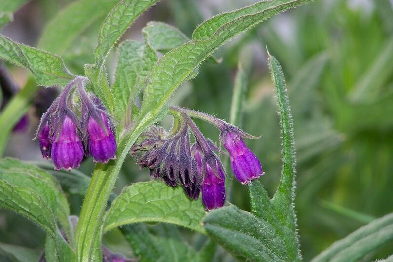 comfrey pentru tratamentul osteocondrozei cervicale