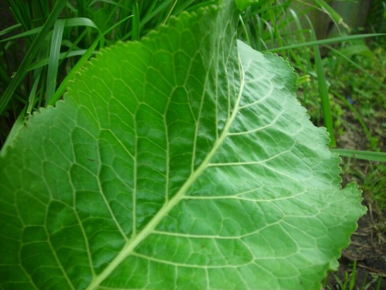 hrean pentru osteocondroza cervicală